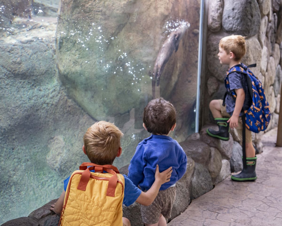 Young boys looking at an otter underwater
