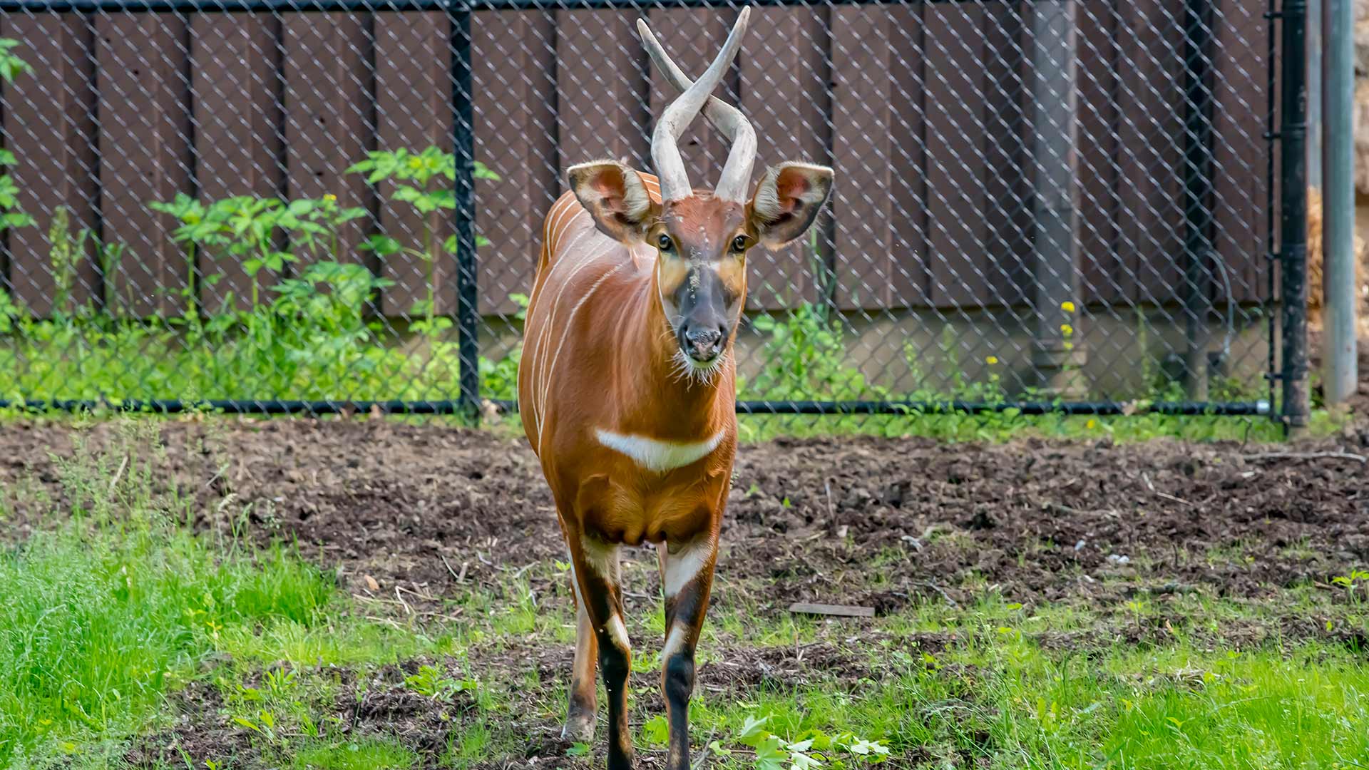 Eastern Bongo - Milwaukee County Zoo