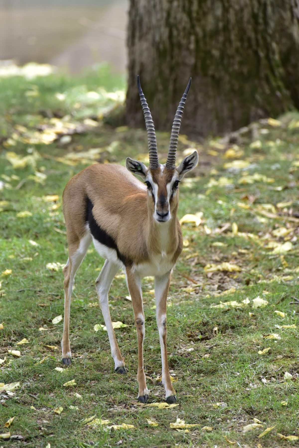 Thomson's Gazelle - Milwaukee County Zoo