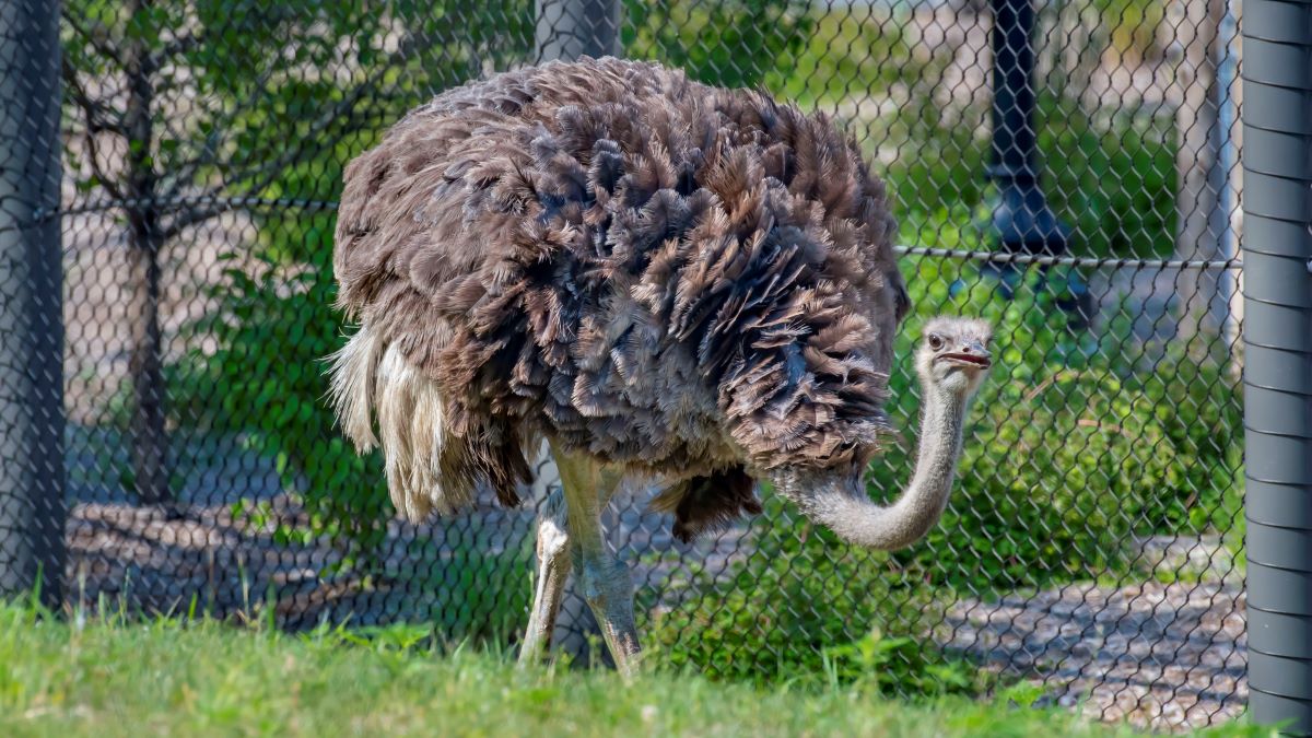 Ostrich - Milwaukee County Zoo