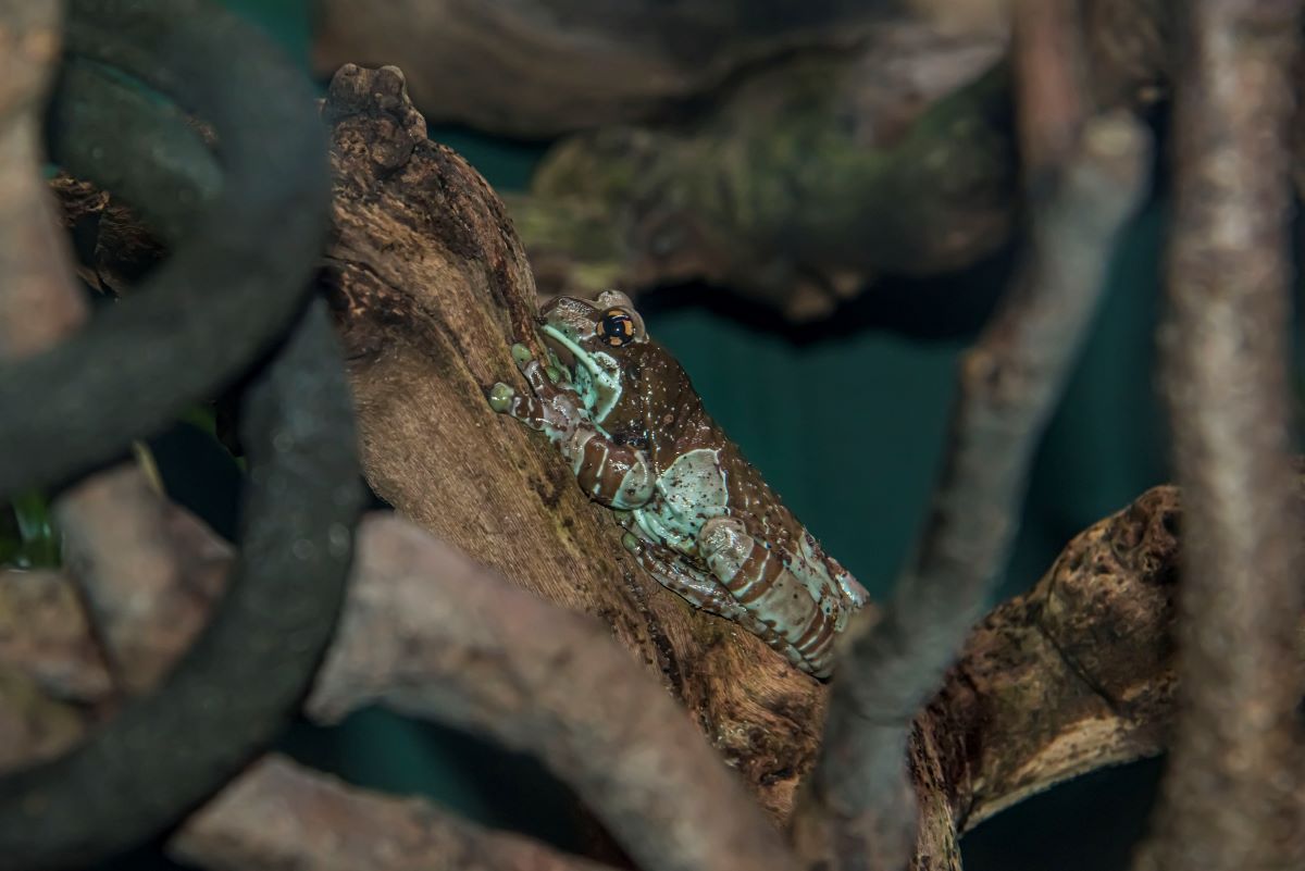 I Spy … Amazon Milk Frogs Milwaukee County Zoo