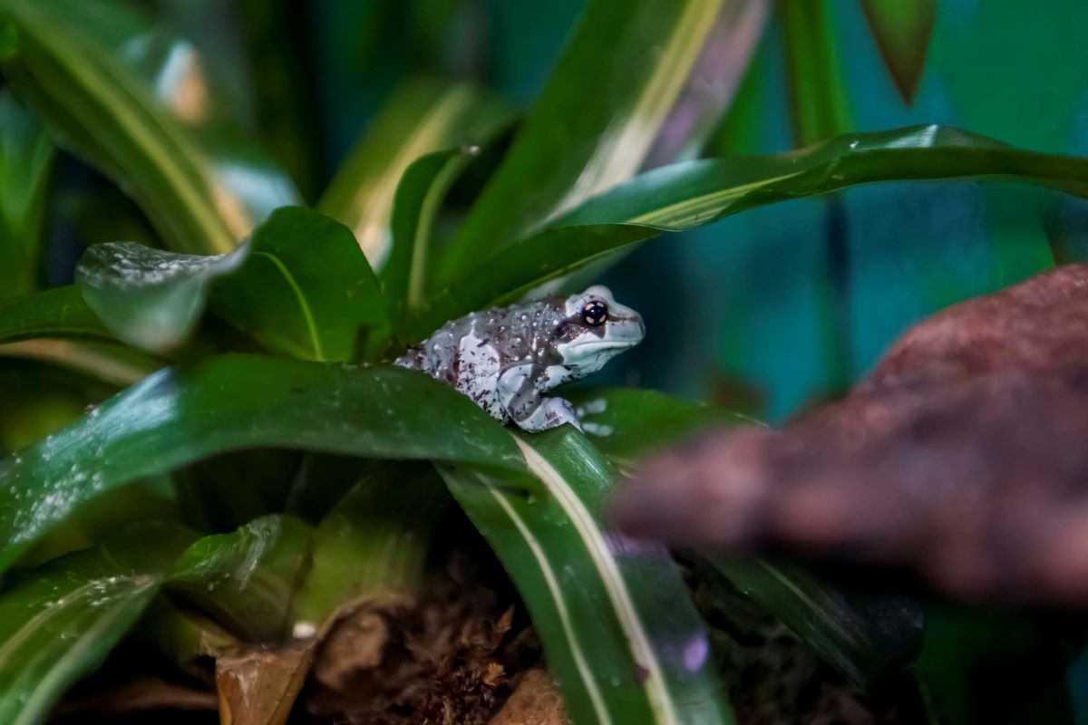 I Spy … Amazon Milk Frogs Milwaukee County Zoo