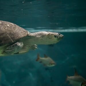 Amazon River turtle swimming in her habitat