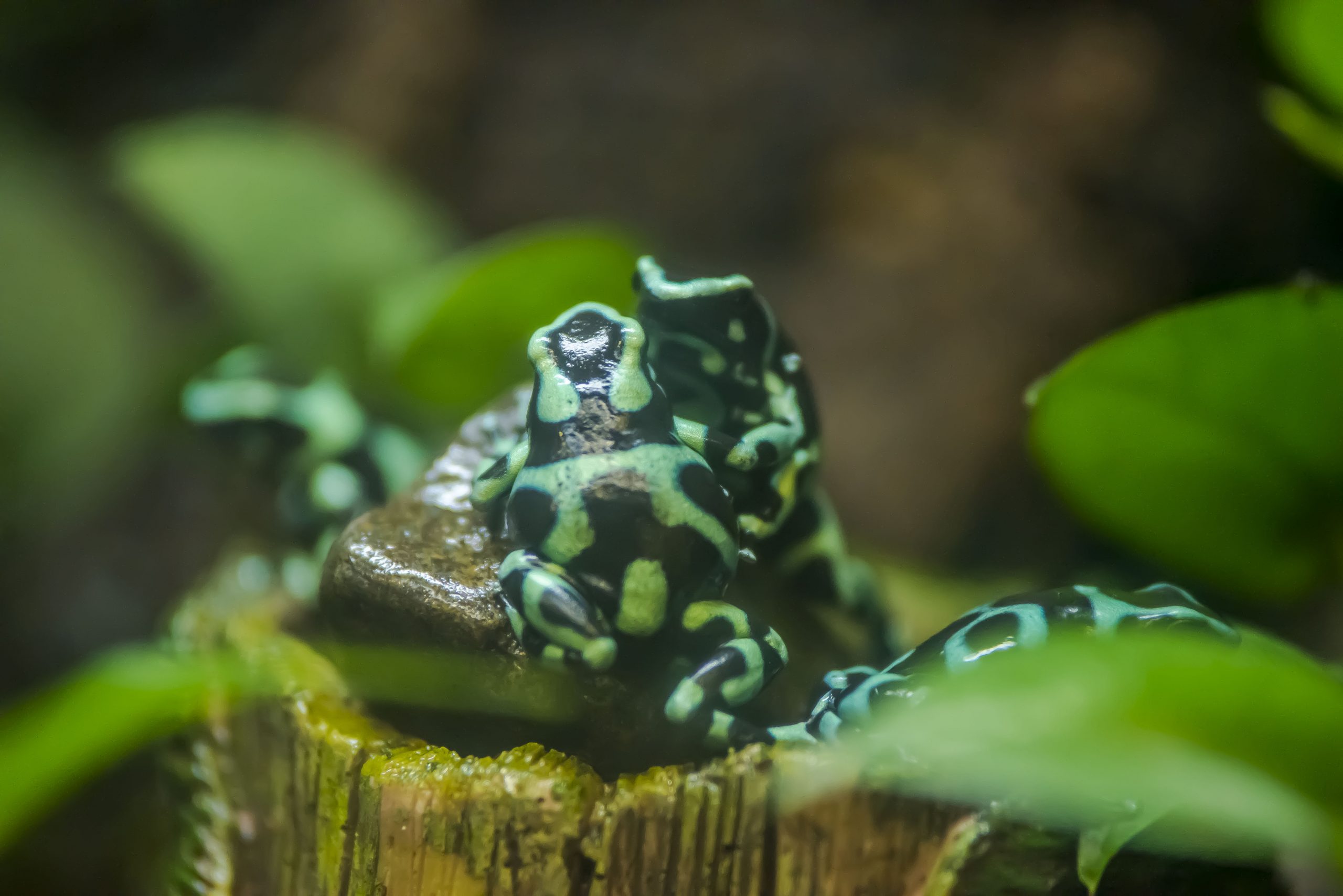 Green and Black Poison Dart Frog - Milwaukee County Zoo