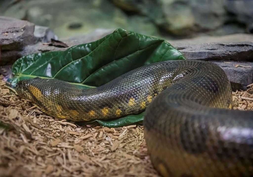 The New Anaconda is the Longest Snake Recorded – at the Zoo - Milwaukee ...