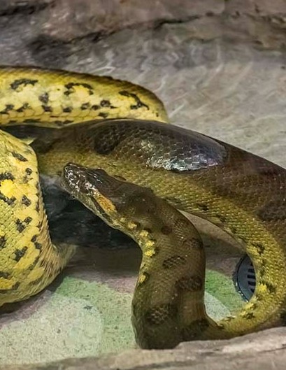 largest anaconda in the world