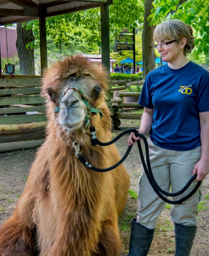 Camel, Sanchi, Euthanized Due to Declining Health - Milwaukee County Zoo