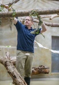 Zookeeper placing edible leaves in the monkey habitat