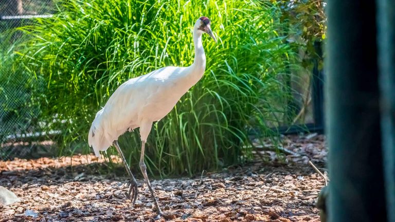 Whooping Crane