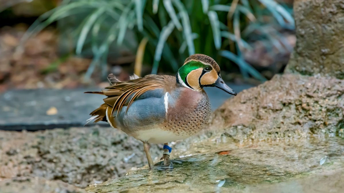 Baikal Teal - Milwaukee County Zoo