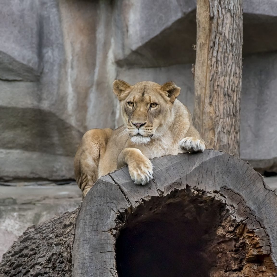 African Lion - Milwaukee County Zoo