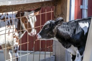 Two cow calves meeting through a fence