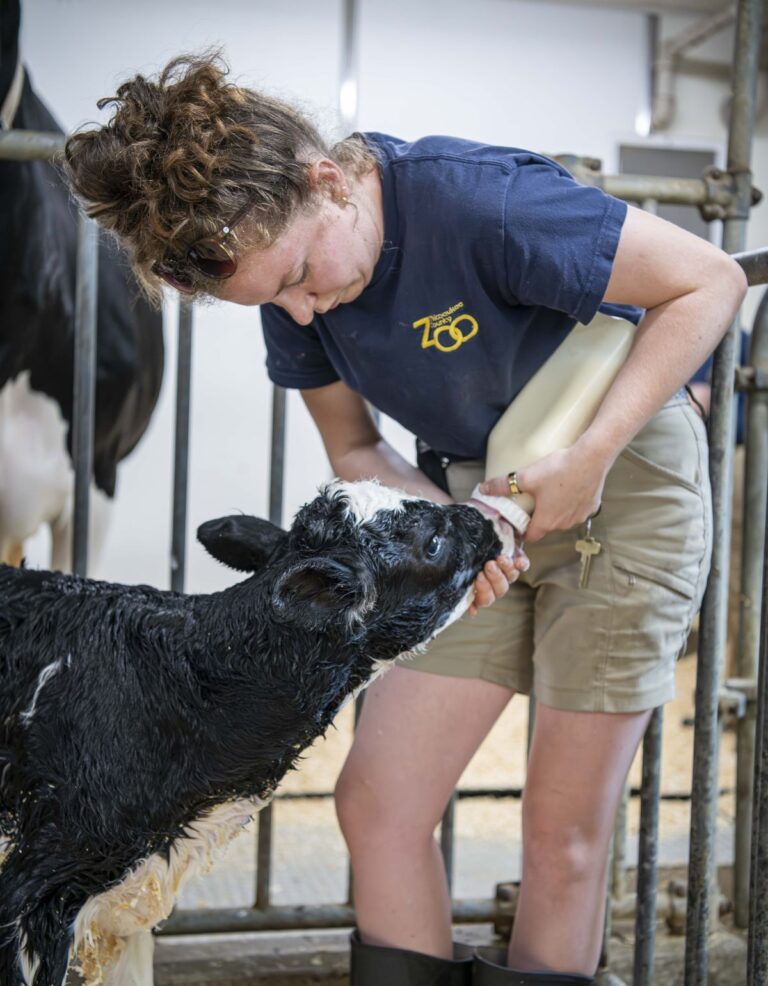 A zookeeper feeding cow calf Lee from a bottle