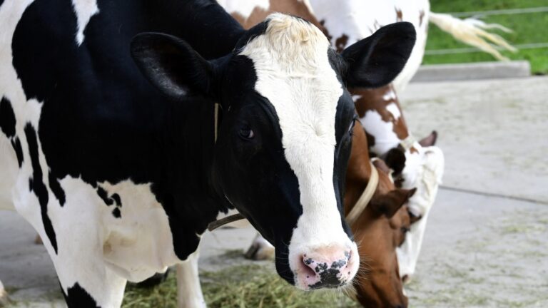 Black and white Holstein cow