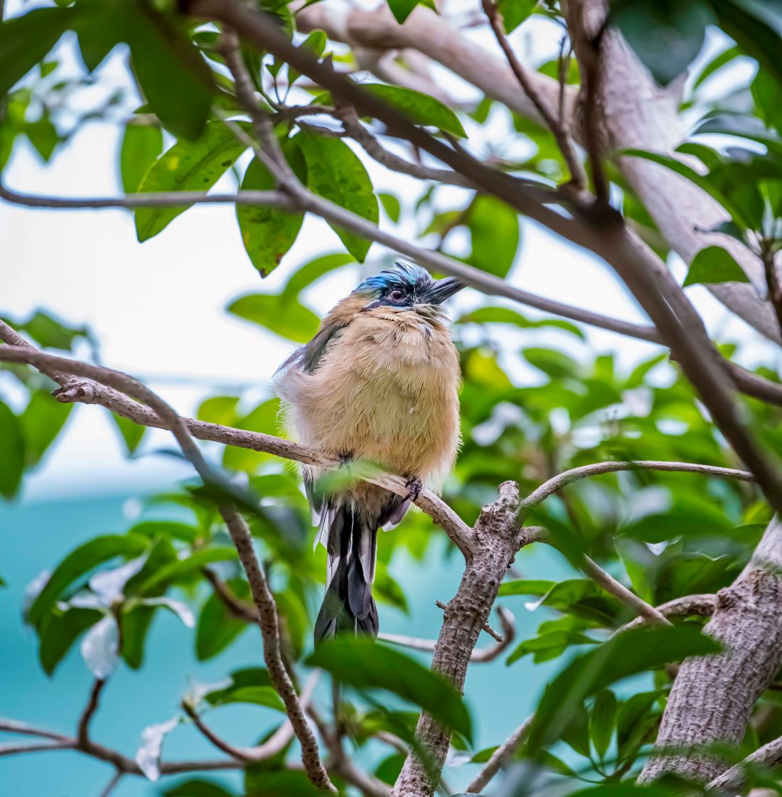 Blue-crowned Motmot - Milwaukee County Zoo