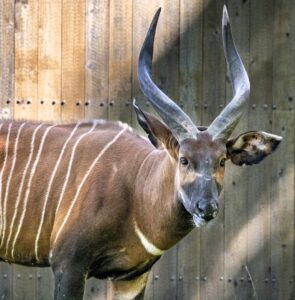 Bongo standing outside