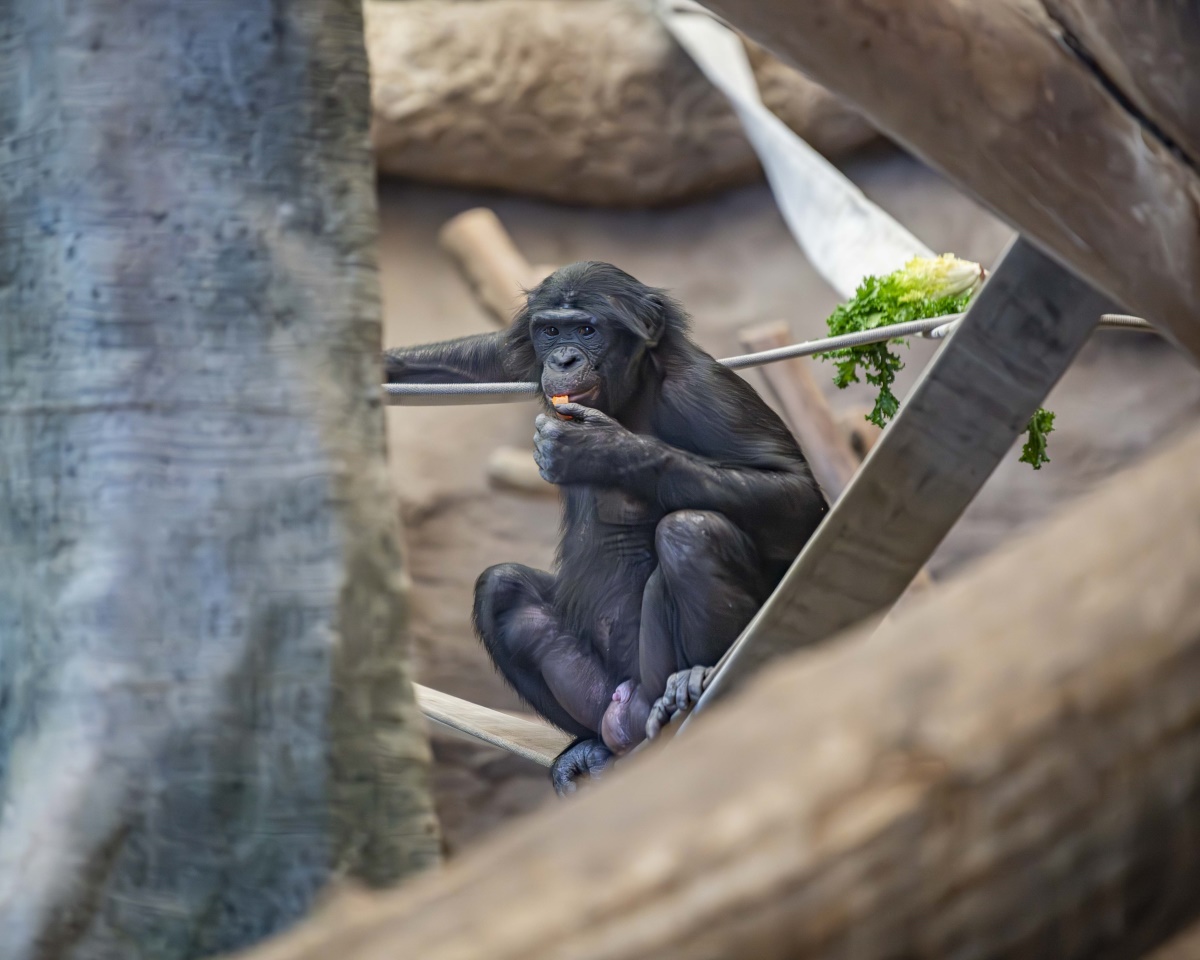 Bonobo eating a snack