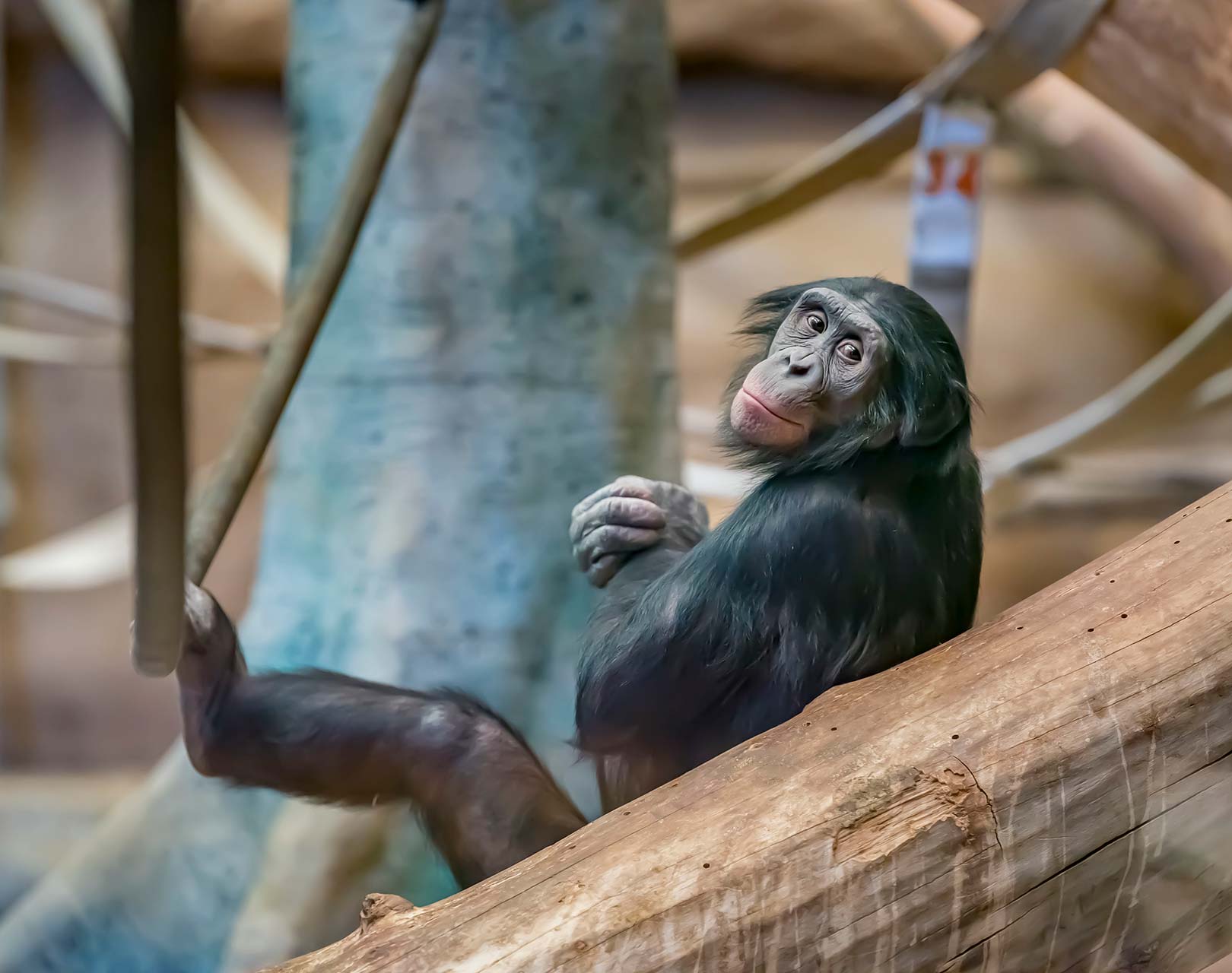 Bonobo - Milwaukee County Zoo