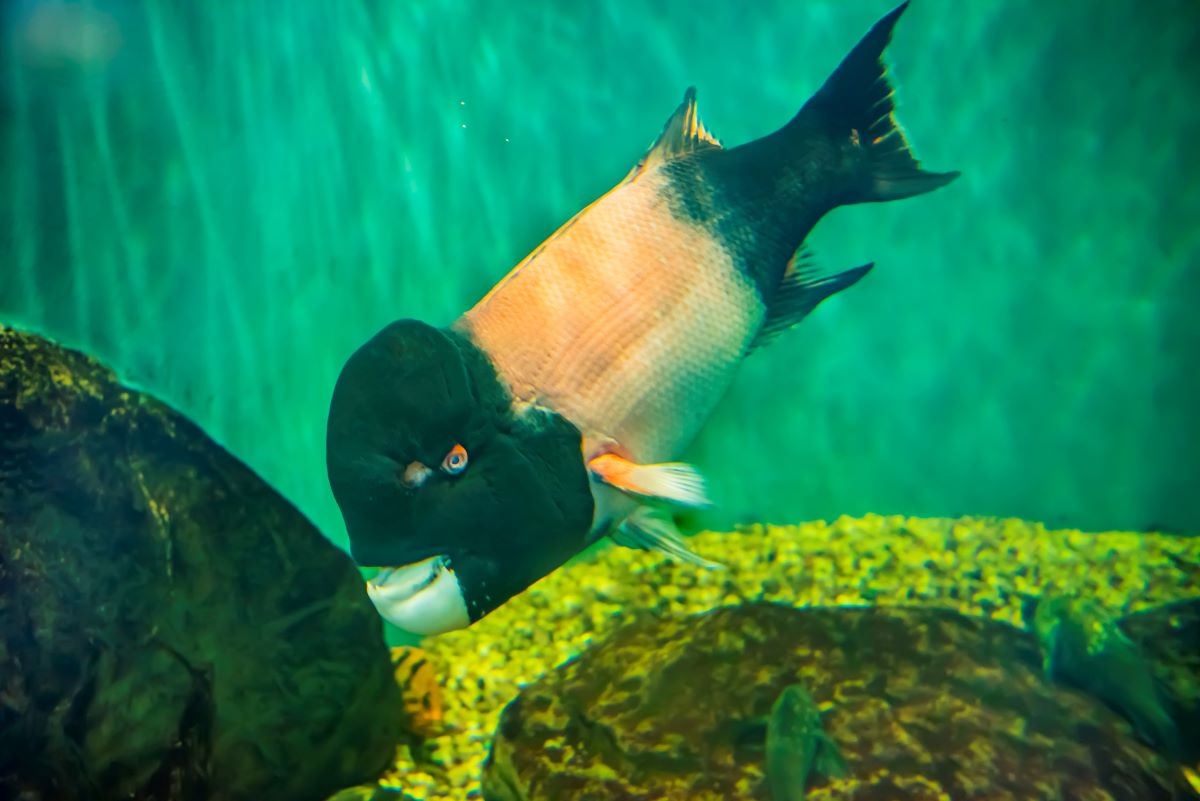 California Sheephead - Milwaukee County ZooCalifornia Sheephead - Milwaukee County Zoo  