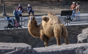 Camel standing outside in her habitat