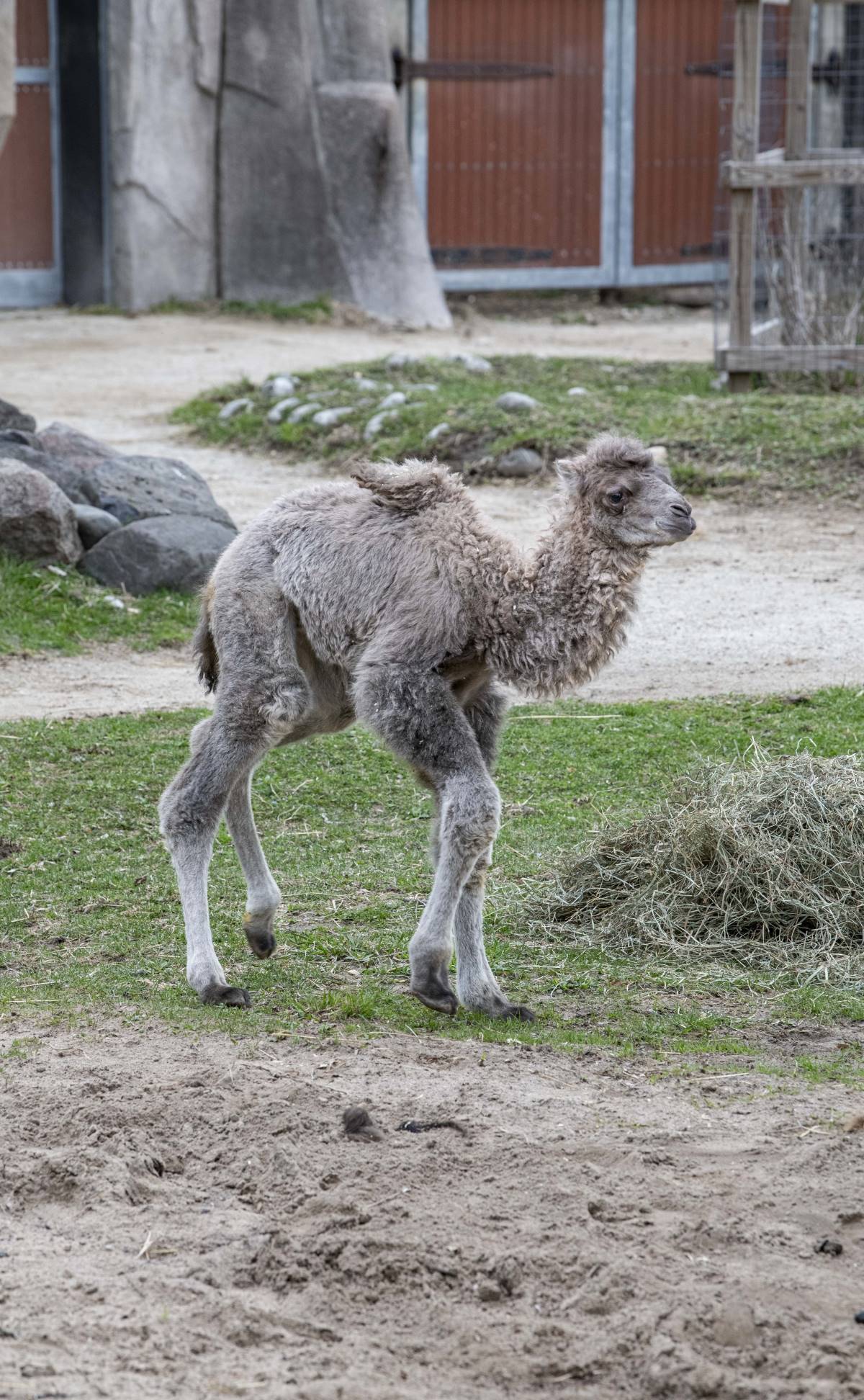 Meet Camel Calf, Baatar Milwaukee County Zoo(01)