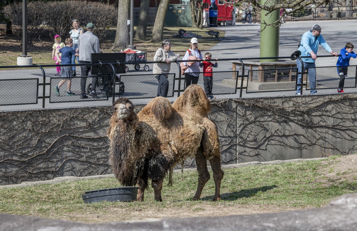 Bactrian camel standing in the outdoor habitat