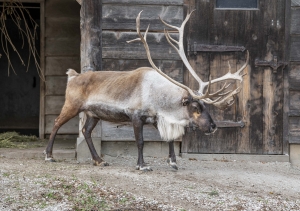 Caribou standing in his outdoor habitat