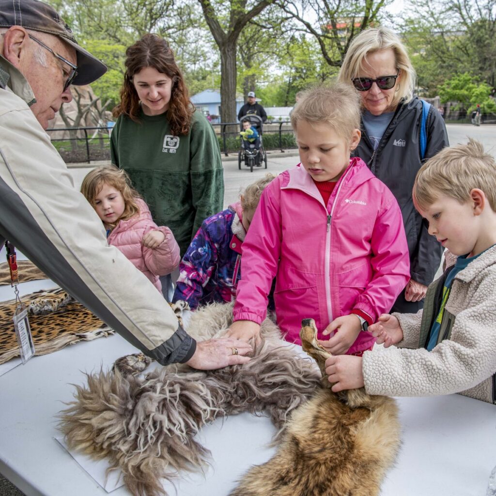 Children touching an animal pelt