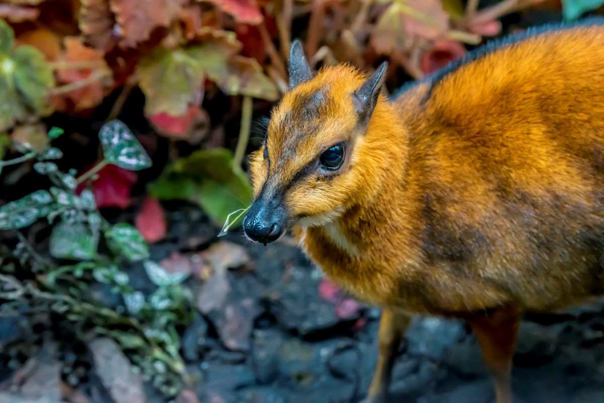 Greater Malayan Chevrotain - Milwaukee County Zoo