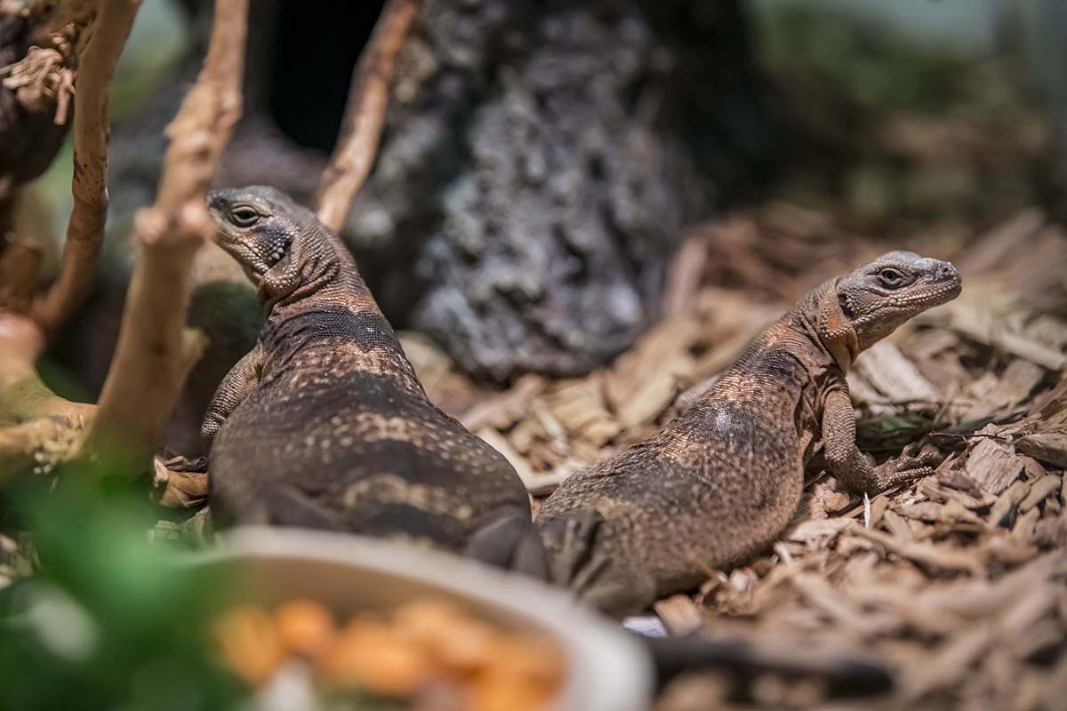 Chuckwallas Iguanas