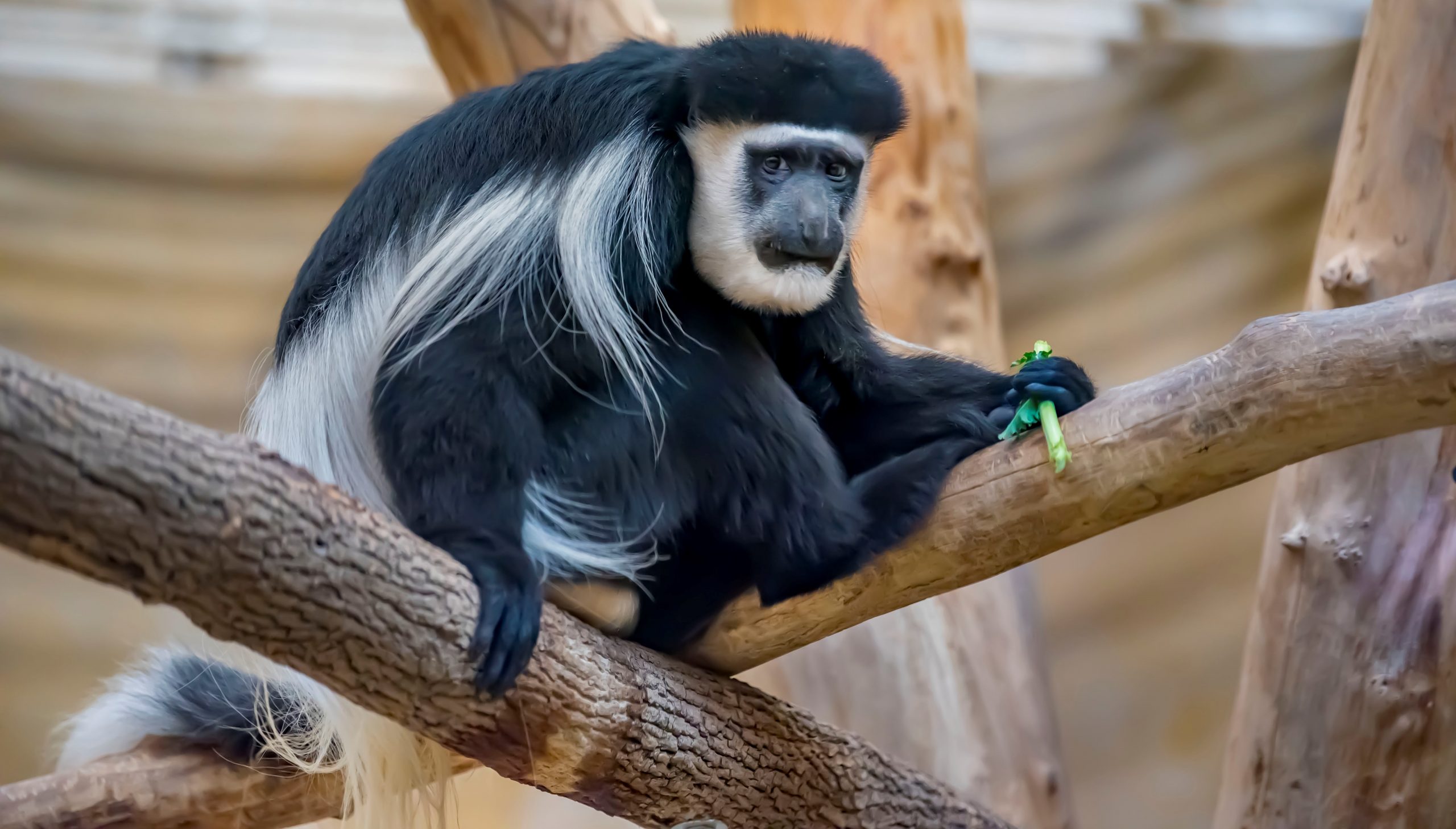 Eastern Black and White Colobus Monkey - Milwaukee County Zoo