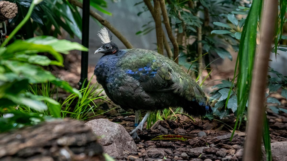 Congo Peacock - Milwaukee County Zoo