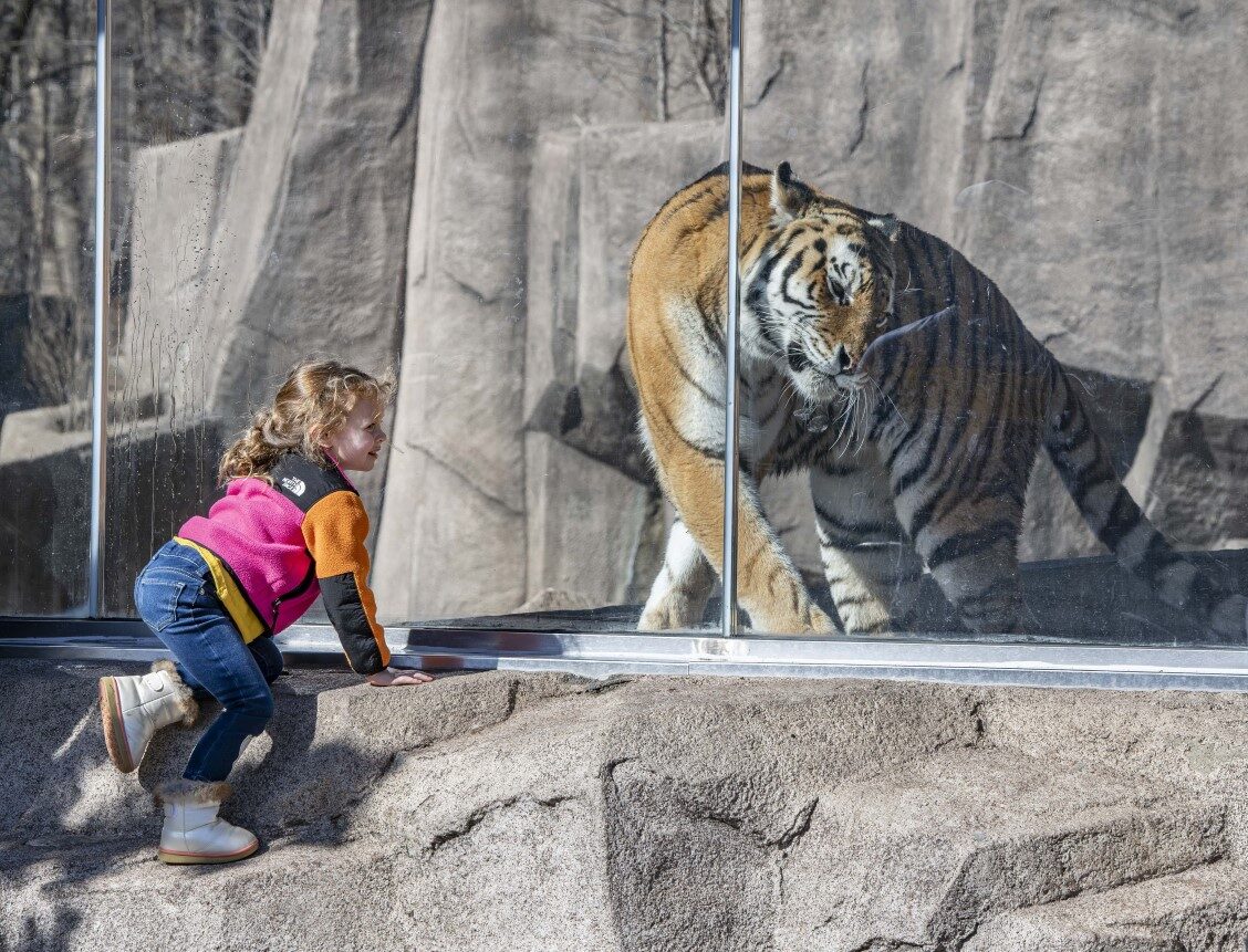 Young girl standing in front of the tiger habitat