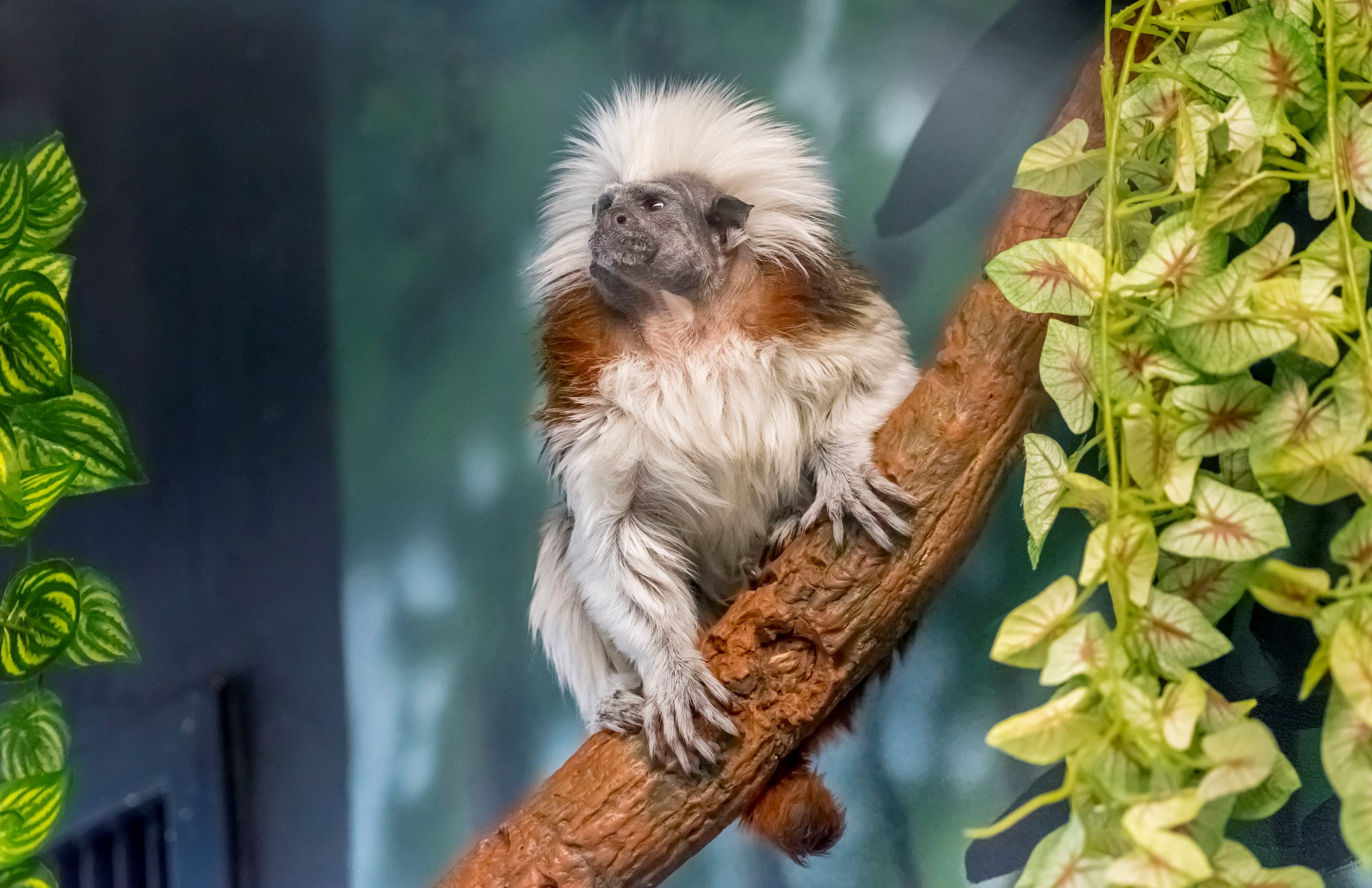 Cotton Top Tamarin – Utica Zoo