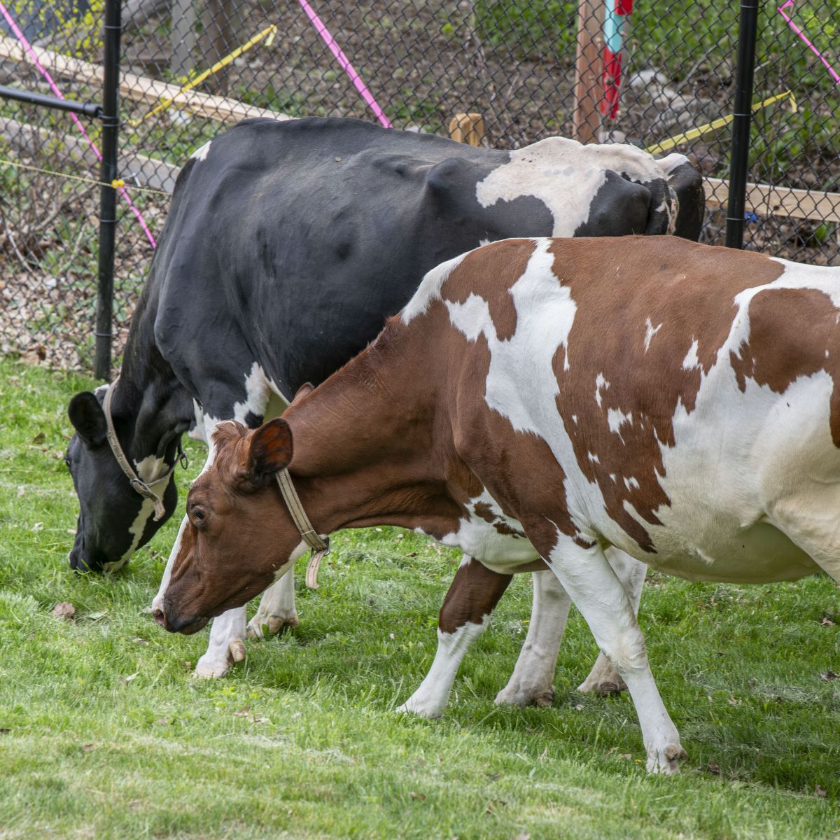 Dairy cows sniffing grass in their new outdoor yard
