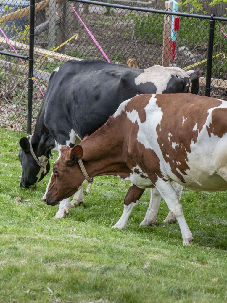 Two dairy cows explore their new outdoor yard
