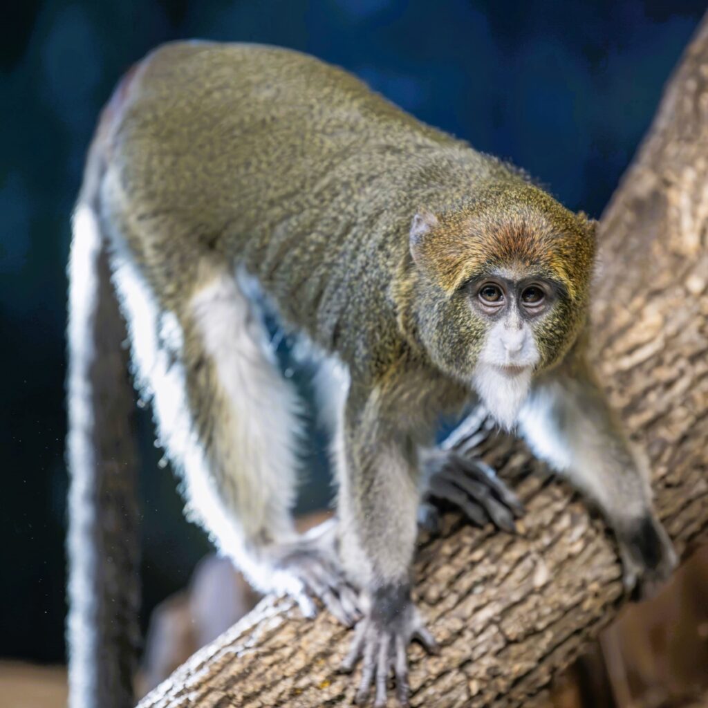 De Brazza's Monkey climbing on a tree structure