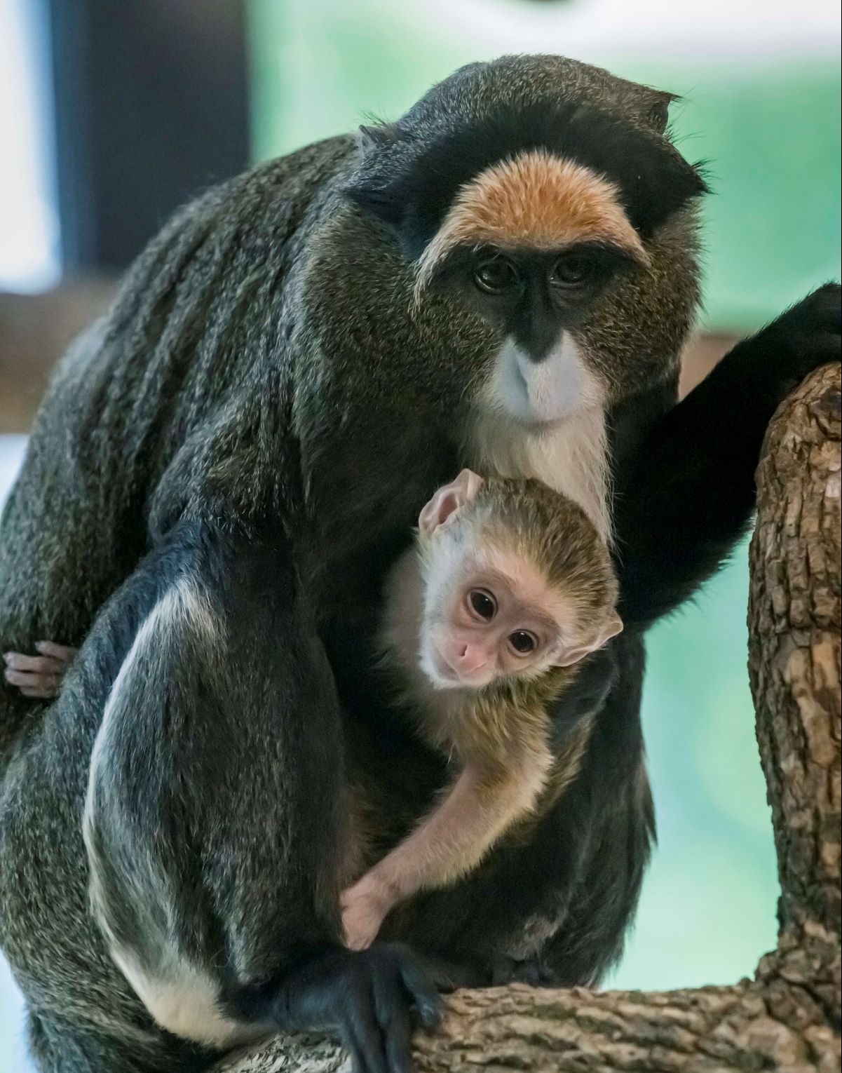 Monkey Mom Xxx Videos - De Brazza's Monkey Born at the Zoo - Milwaukee County Zoo