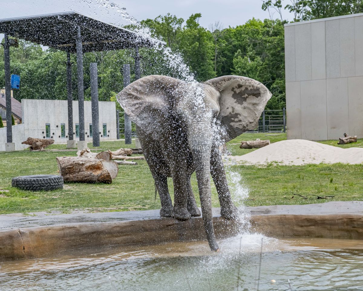 Elephant spraying water