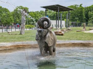 Elephant standing in a pool spraying water with her trunk