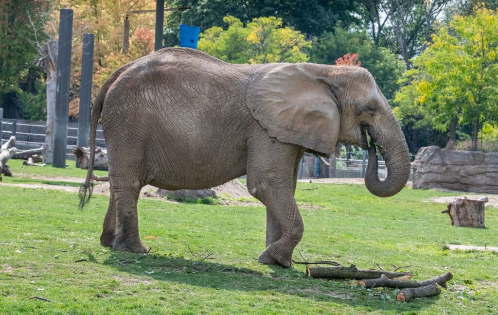 Elephant putting tree bark in her mouth
