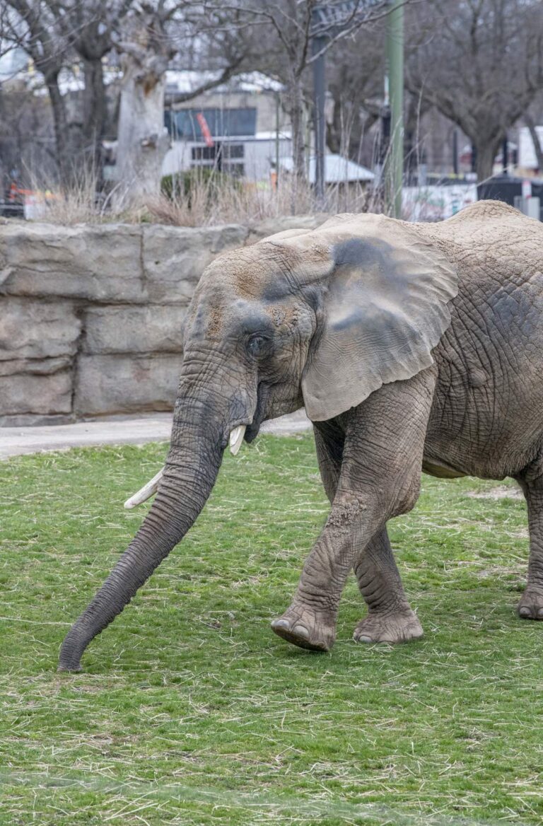Elephant Brittany standing in her outdoor habitat