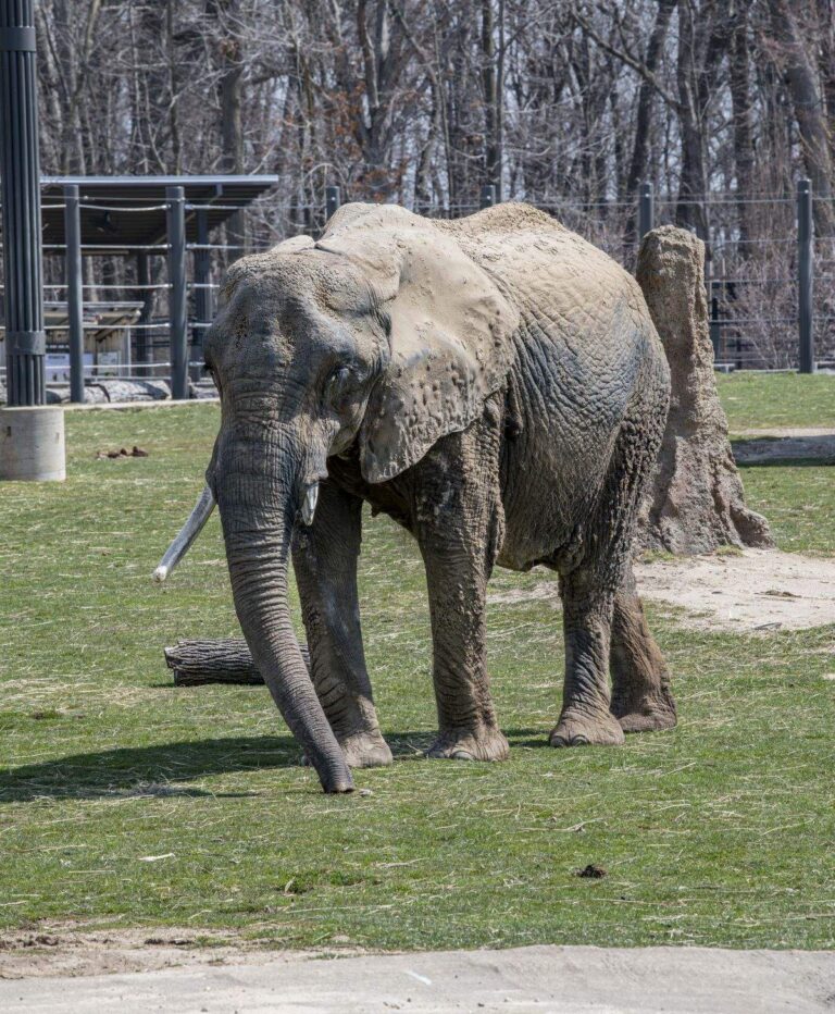 African savanna elephant Brittany stands in the outdoor habitat