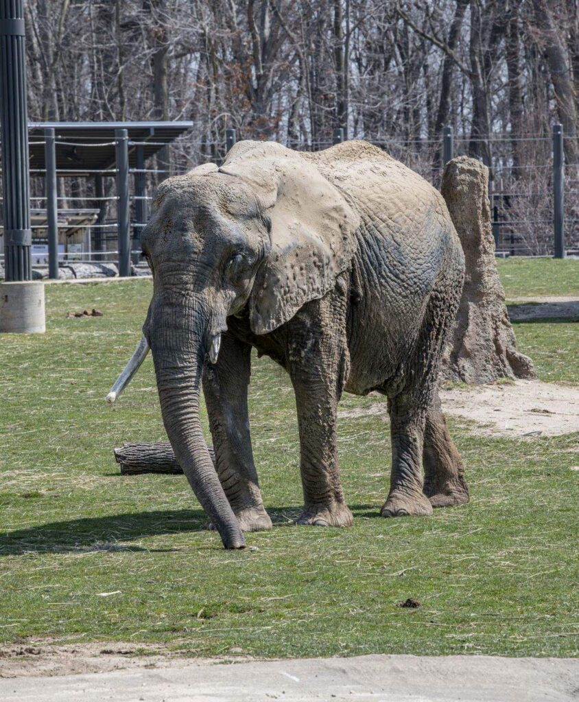 African savanna elephant Brittany stands in the outdoor habitat