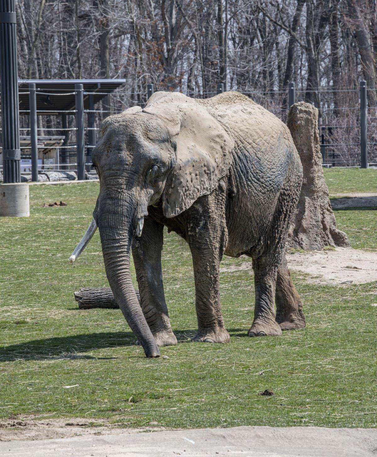The Zoo Announces the Death of Elephant Brittany - Milwaukee