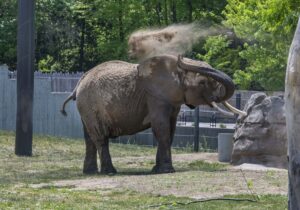 African savanna elephant Brittany stands in the outdoor habitat