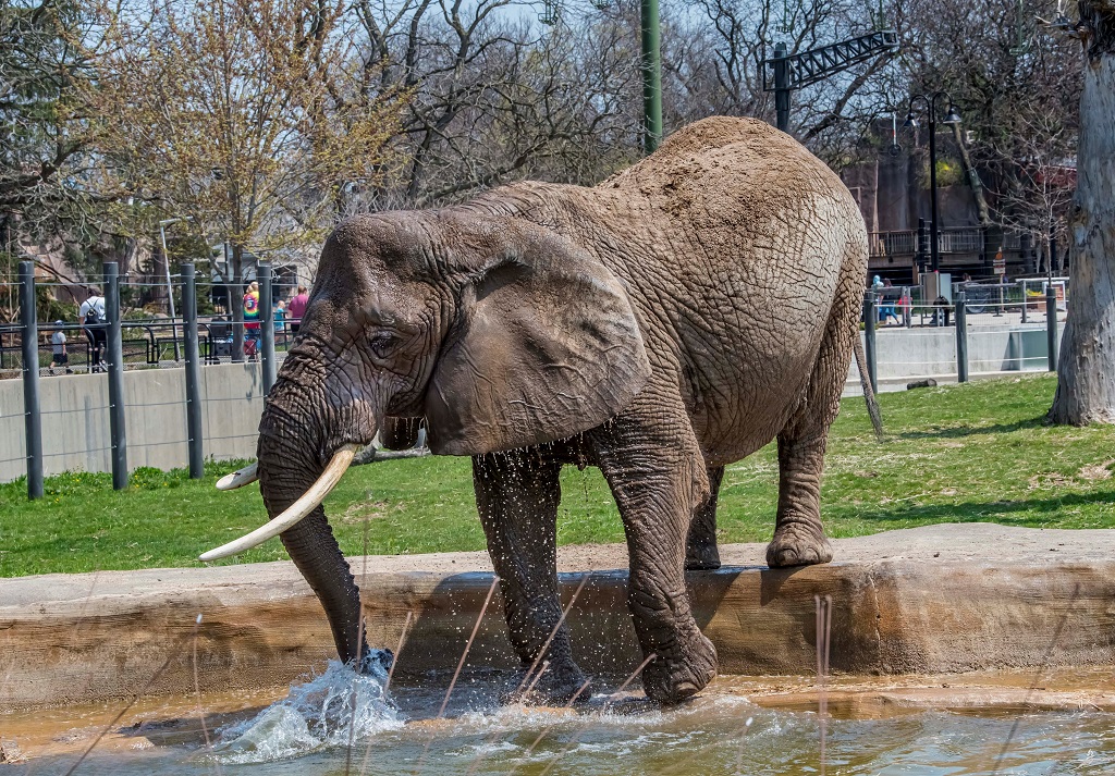 Elephant in pool