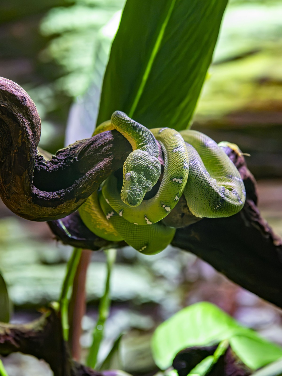 boa トール・スネークEP serial Our New Resident is Hard to Spot - Milwaukee County Zoo