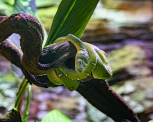 Emerald tree boa wrapped around a branch