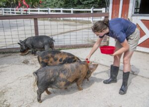 Zookeeper feeding the pigs in the Family Farm